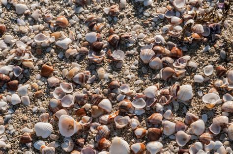Free Images Beach Sand Rock Shore Coastline Surf Tropical Pebble Fauna Material