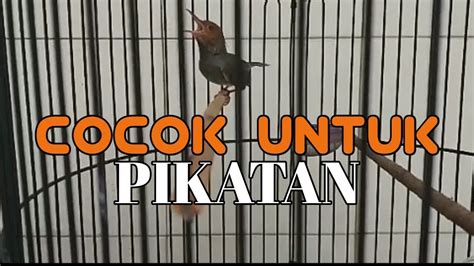 Suara Burung Prenjak Gacor Kicau Mania Burung Prenjak Kebon Youtube