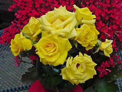 Rose Yellow Grandma Roses Flowers March Morning