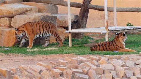 حديقة الحيوان الرياض