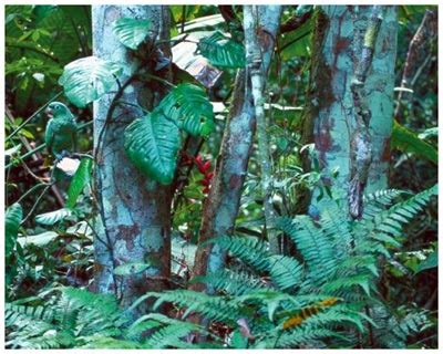 Find the hidden animal in this picture 7/18 | Puzzle Answer
