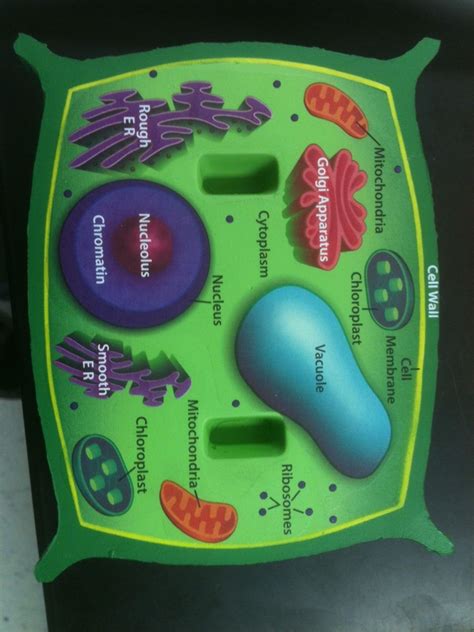 3d Plant Cell Model In A Shoebox