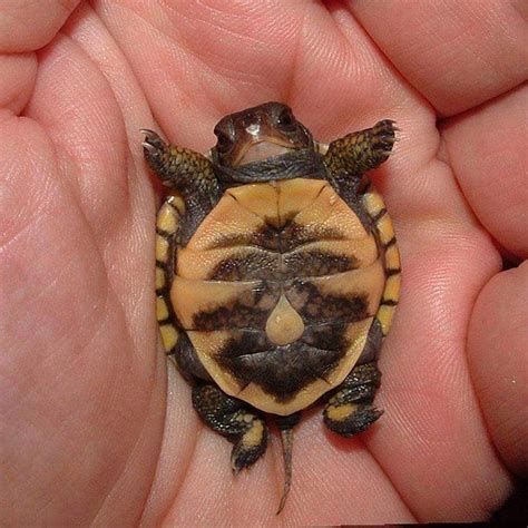 This Tiny Baby Turtle Has A Rain Drop Belly Button Cute Cute Baby Turtles Cute Turtles