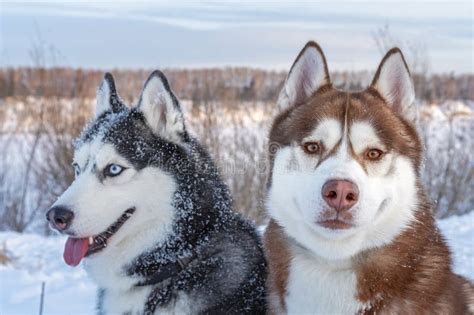 Two Siberian Husky Dogs Looks Around Husky Dogs Has Black Brown And