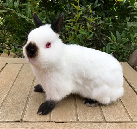 Netherland Dwarf Rabbit Rabbits For Sale Norco Ca 220141