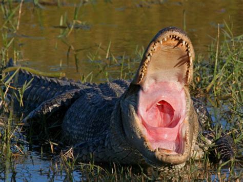 American Alligator Outdoor Alabama