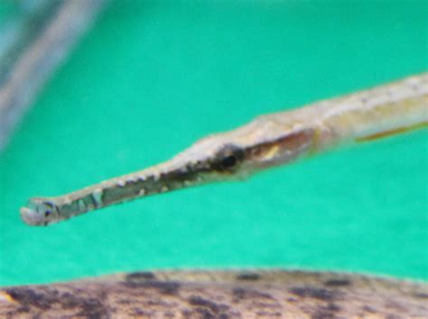 Microphis Brachyurus Freshwater Pipefish Zoochat