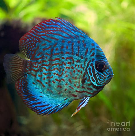 Discus Fish Photograph By Brandon Alms