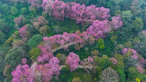 Aerial View Road In Mountain With Pink Flower Mountain Winding Road