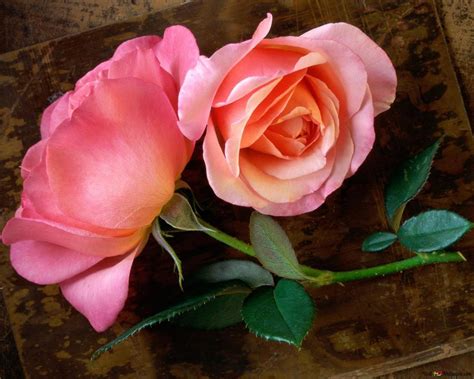 Dua Mawar Merah Muda Yang Indah Unduhan Wallpaper Hd Bunga Bunga