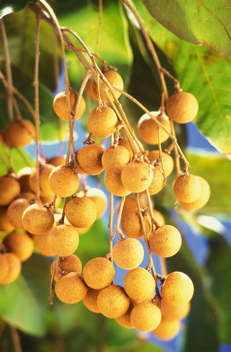Longan Flavorful And Sweet Tastes Like A Nutty Grape