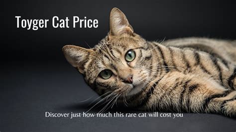Toyger Cat Price Discover The Cost Of This Rare Breed