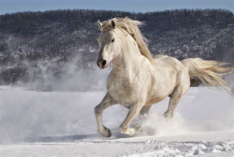Koń Na śniegu Zima Piękne Konie Zdjęcia Biały Koń W Galopie Siwe Konie
