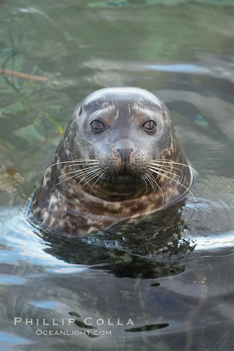 Pacific Harbor Seal Asks You Want Me To Do What Phoca Vitulina