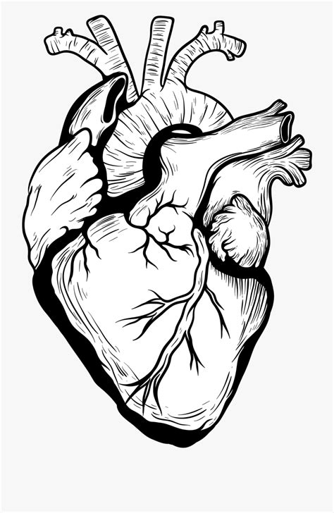 Real Heart Drawing Png Human Heart Drawing Heart Drawing Heart