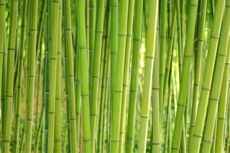 La Tige En Bambou D Herbe Plante Des Tiges Dans Le Verger Dense Image