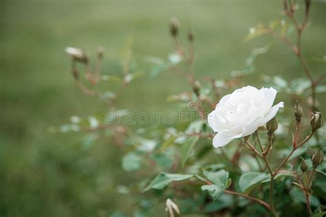 White Delicate Rose Closeup Selective Focus With Shallow Depth Of