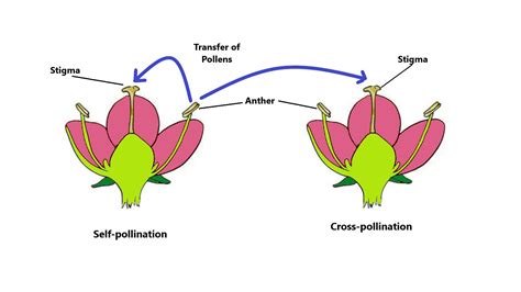 What is the main advantage of cross pollination? Class-7 Science Chapter-12 Reproduction in Plants ...