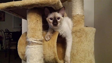 A Small Kitten Climbing Up The Side Of A Cat Tree On Top Of A