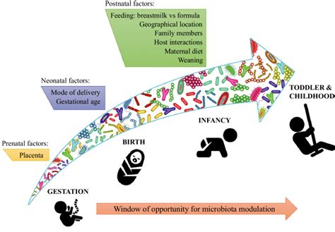 Development Of The Human Gut Throughout The Entire Life The Diagram