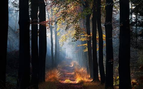 秋、 森、 草、 風景、 葉、 霧、 朝、 自然、 パス、 太陽光線、 木、 Hdデスクトップの壁紙 Wallpaperbetter