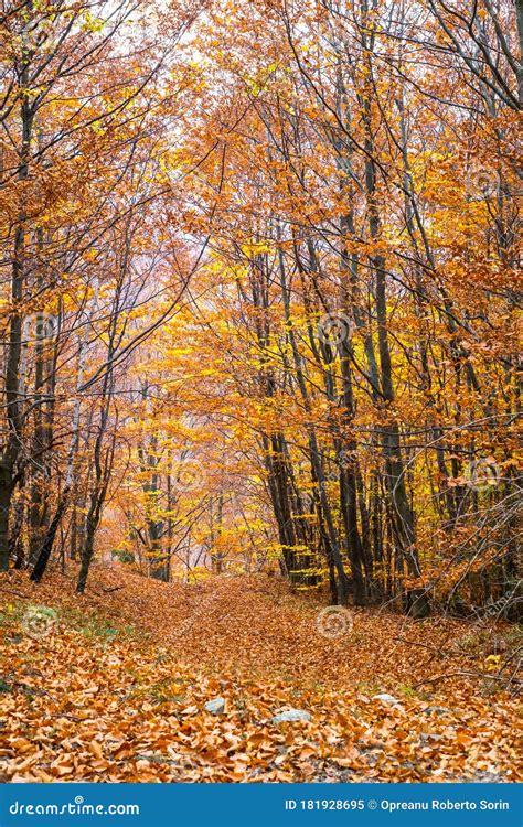 Autumn Forest Of Birch Trees Stock Image Image Of Dried Flora 181928695