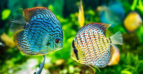 Discus Fish Facts Az Animals