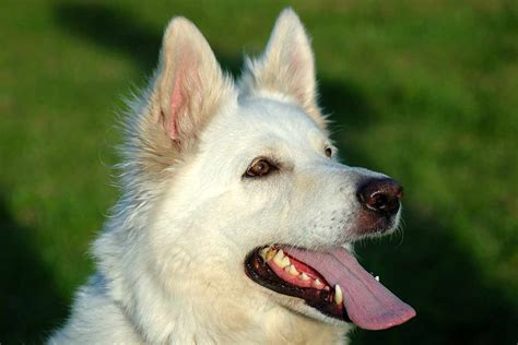 White German Shepherd Puppies For Adoption Beautiful White German