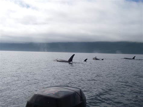 Killer Whales Orca Passing Astern Grizzly Bear Tours And Whale