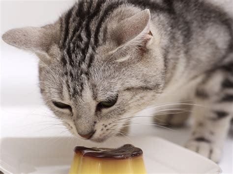 7 Alimentos Que Tu Gato No Debe Comer EslaSalud