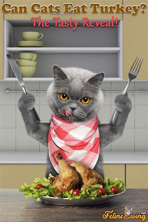 Can Cats Eat Turkey? Is It Safe?