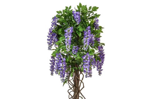 Feb 18, 2017 · in forests and along the banks of streams, over an area stretching from new york state, to iowa, and through virginia south into florida and texas, can be found the american wisteria. Artificial Purple Wisteria Tree Hire | Supazaar | Purple ...