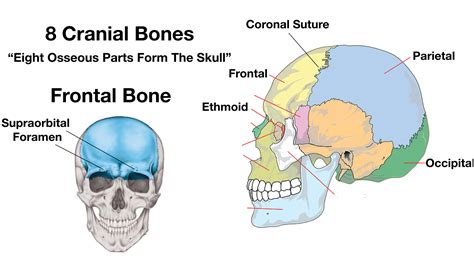 Skull Anatomy Cranial Bone And Suture Labeled Diagram Names Mnemonic — Ezmed