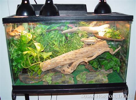 Take Care Of Your Anole Lizard Like An Expert Reptiles Cove