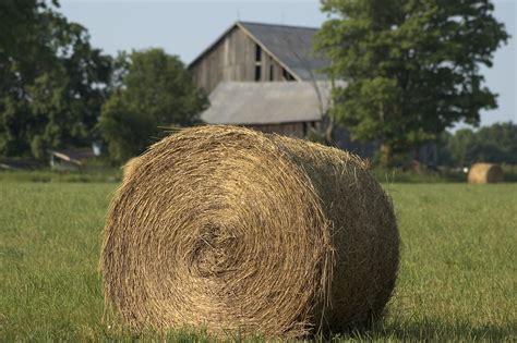 The Best Hay For Horses • Alternative Animal