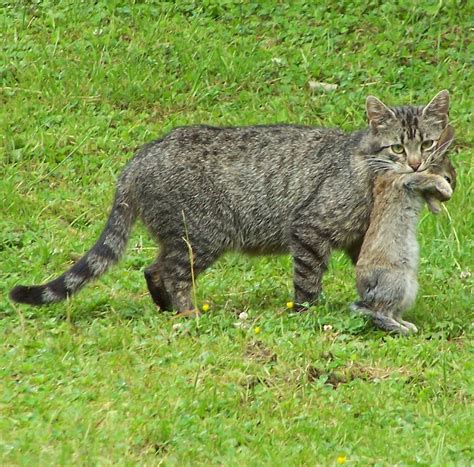 Even though picking up stray cats may be hard to resist, it's better to be safe than sorry. That Cuddly Kitty Is Deadlier Than You Think - The New ...