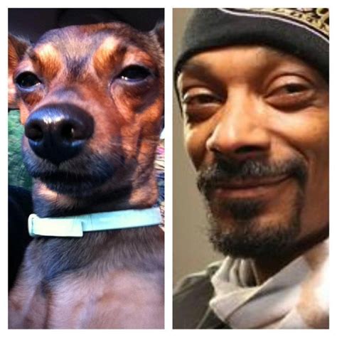 Snoop Doggs Have A Soft Spot For Dogs Doglopedix