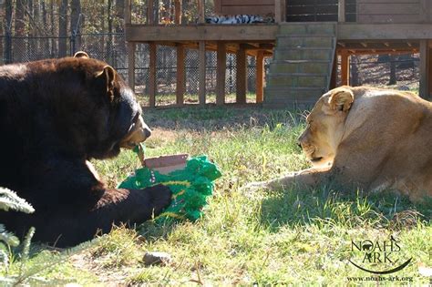 A Lion Bear And Tiger Are Best Friends At Noahs Ark Animal Sanctuary