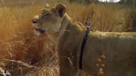 Gopro Video Gives A Lions View Of The Hunt