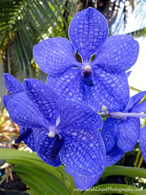 It was an easy, no stress transaction on. Blue orchids | Blue orchids, Planting flowers, Plants