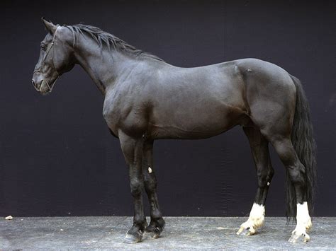 Orlovtrotter Orlov Trotter Stallion Segment With Images Horses