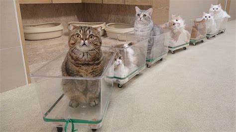 The Lovely Cat Train Is Now Leaving Eng Sub Cat Training Cats