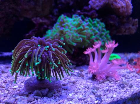Maybe you would like to learn more about one of these? Indonesian Gold, Dragon Soul, Dragon Ball... Which Torch Is It? | REEF2REEF Saltwater and Reef ...