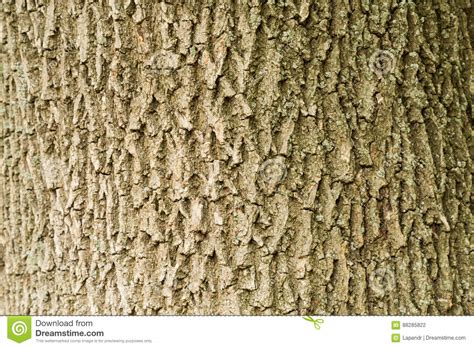 The Trunk And Bark Of An Adult Tree Background Stock Photo Image Of