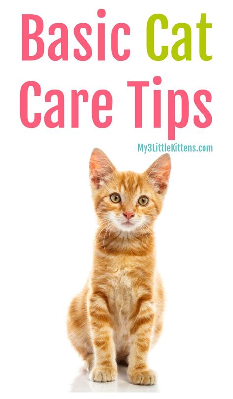 Important Basic Cat Care Tips My 3 Little Kittens Cat Care Tips