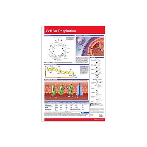 Buy Cellular Respiration Chart Guide 24 X 36 Laminated Wall Poster