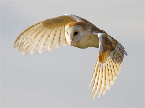 How Long Do Barn Owls Live Complete Guide Birdfact