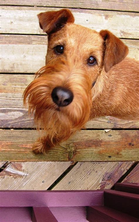 Irish Terrier Irish Terrier Irish Dog Breeds Hypoallergenic Dog Breed