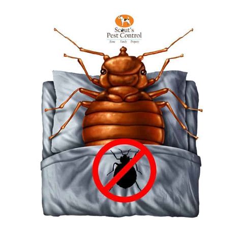 Can Bed Bugs Survive Extermination