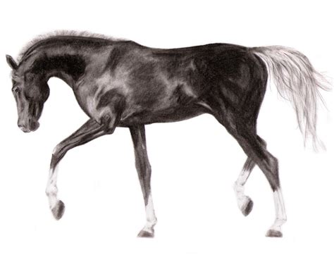 Equus Caballus By Seppukuu On DeviantArt